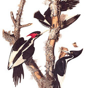 Ivory-billed Woodpecker